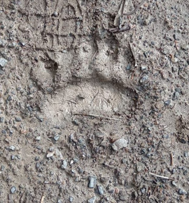 В этих местах водятся медведи. След косолапого заметили во время эвакуации