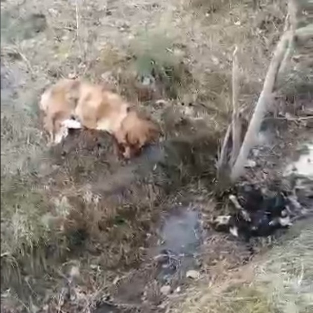 Трупы собак в Зеленогорске