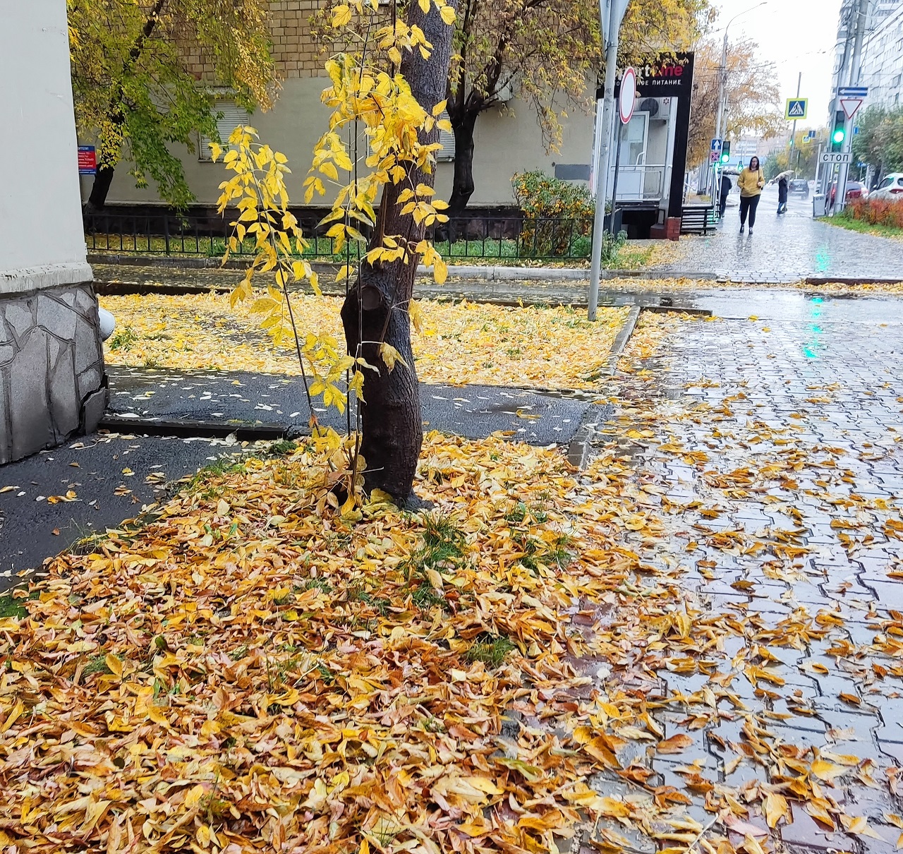 Клен на улице