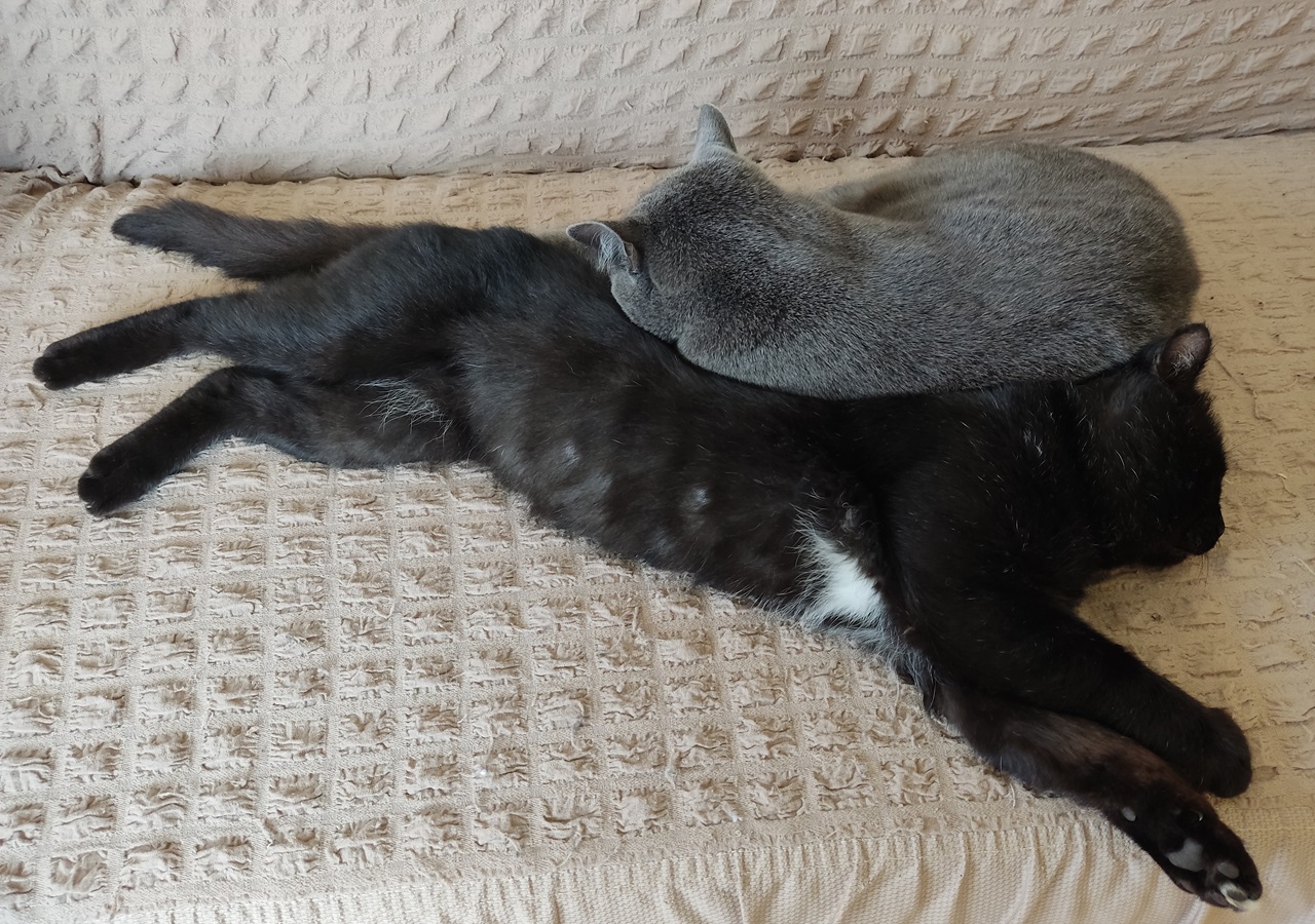 Кошки в доме