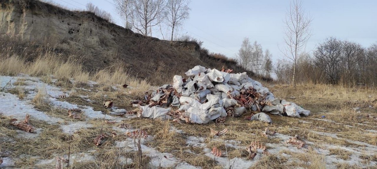 Свалка отходов со скотобойни в Березовском районе