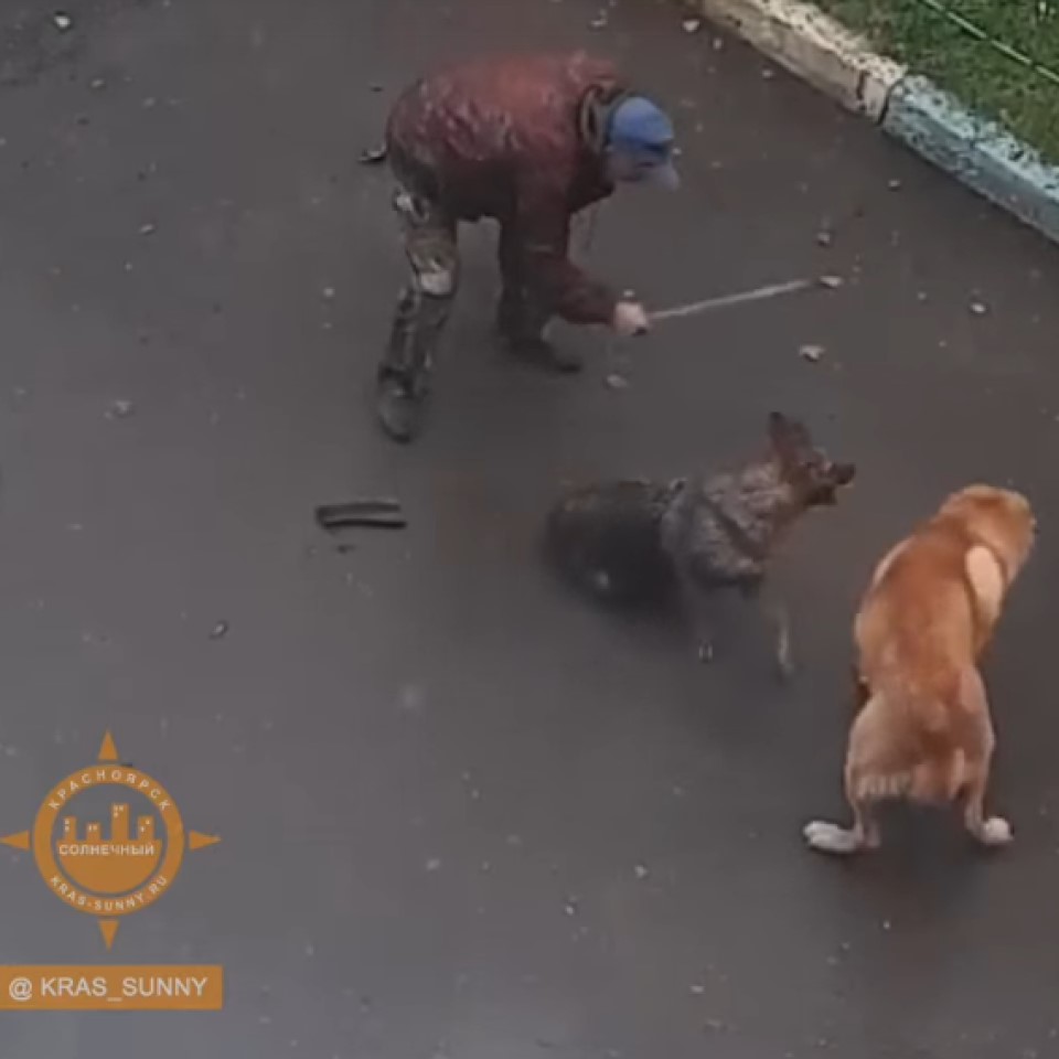 нападение на собаку