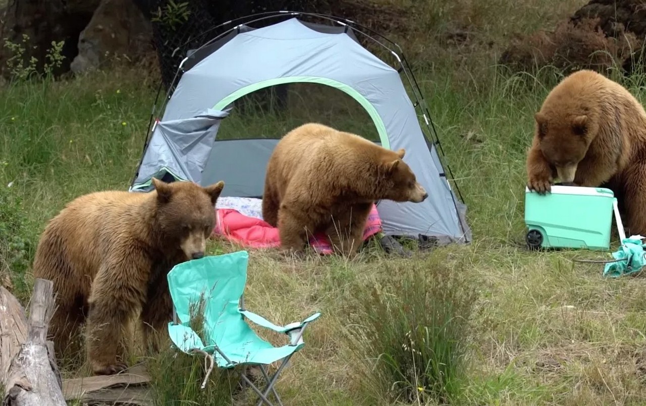 Почуяв пищу, медведь может разгромить весь лагерь