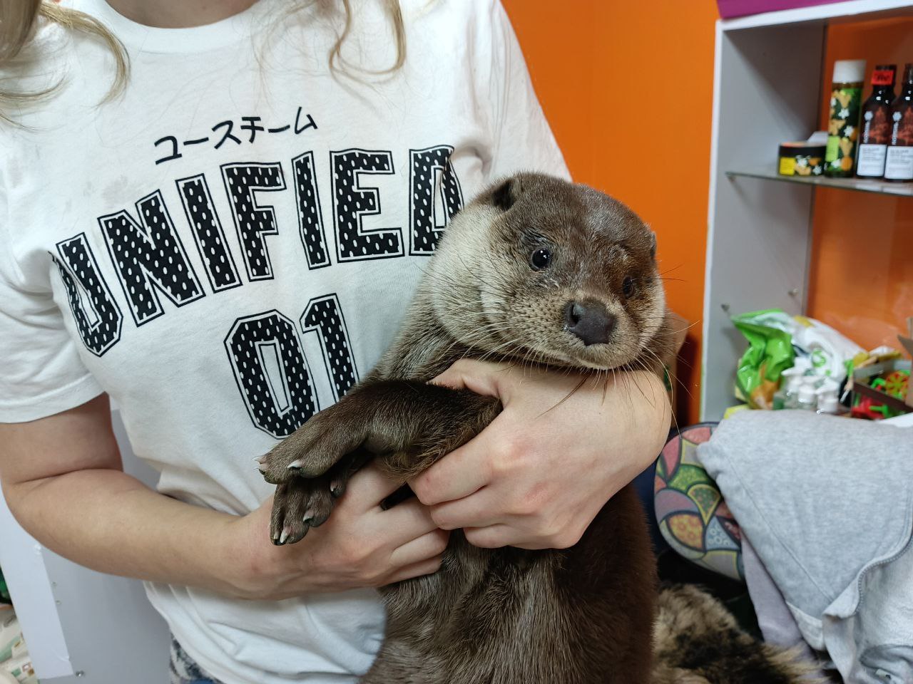 Выдру звали Тедди, его привезли из Москвы, где он жил в семье, которая выкупила его у браконьеров. Но справиться с ним не смогли, поэтому отдали нашим, когда те ездили волонтерами на Черное море. Это очень веселый зверь, но постоянно требует внимания и ведет себя как ребенок. 