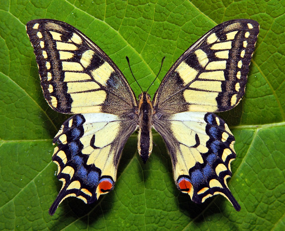 бабочка махаон на листе