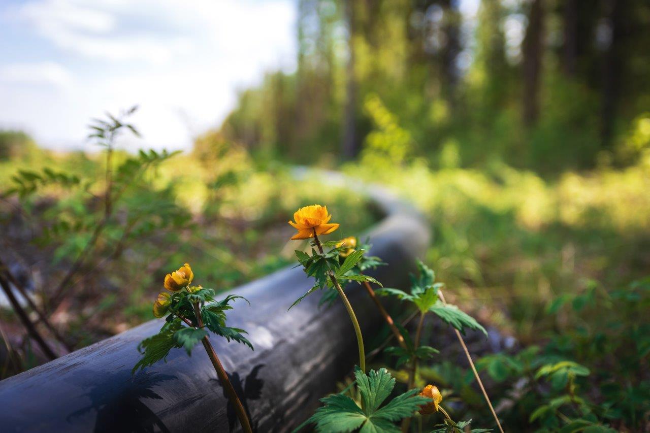 Трубопровод в лесу