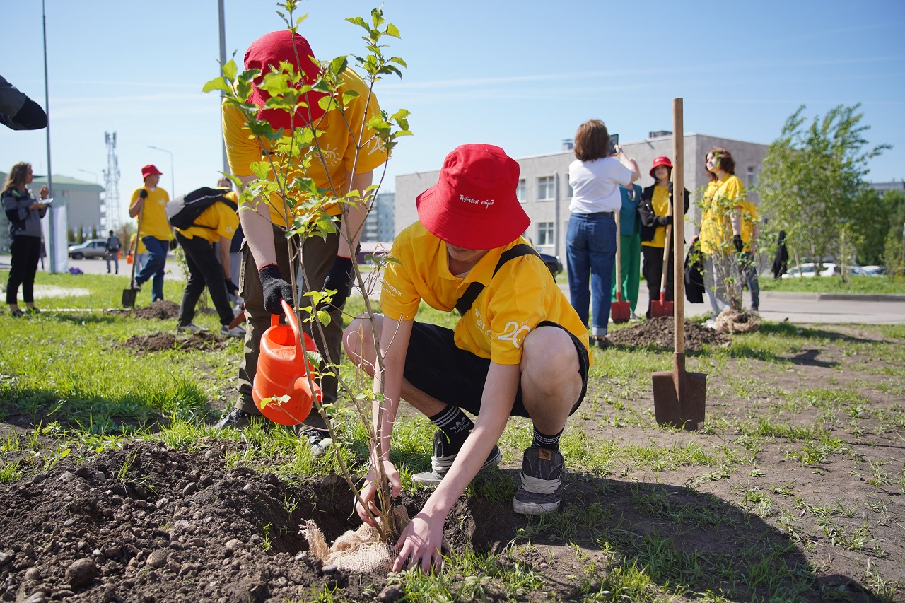 Высадка сирени в Красноярске