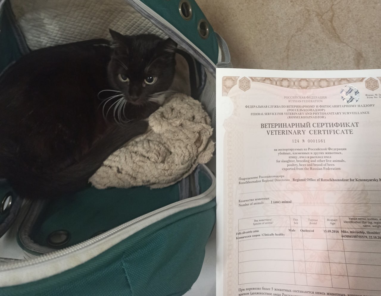 Кот проходит ветеринарный контроль