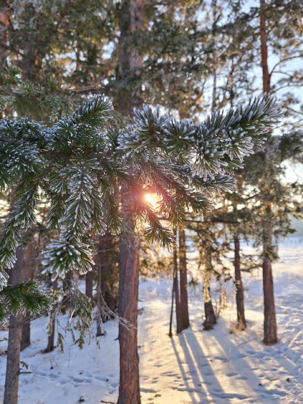 Лес в Красноярском крае