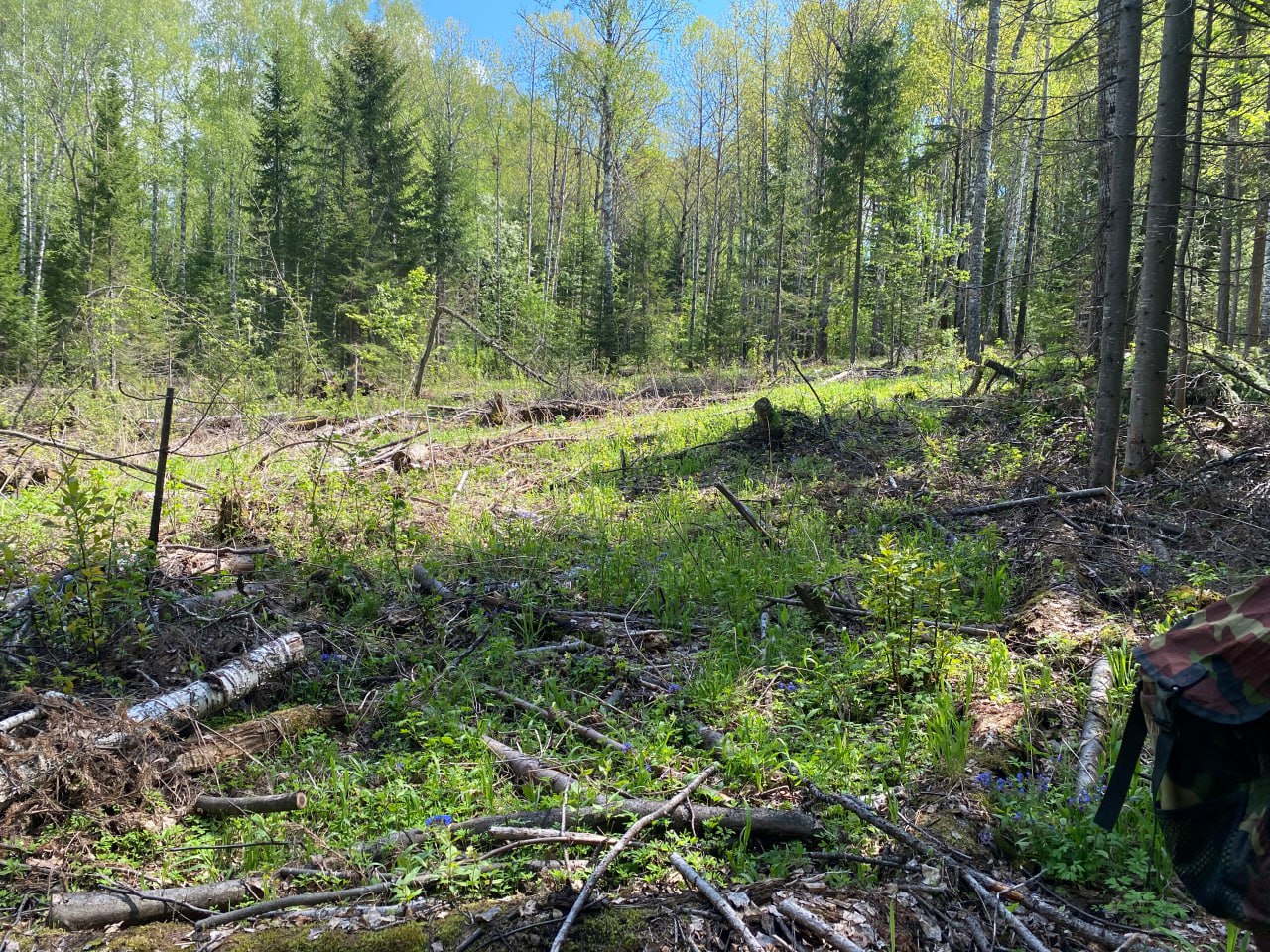 Бизнесмена осудили за вырубку красноярского леса