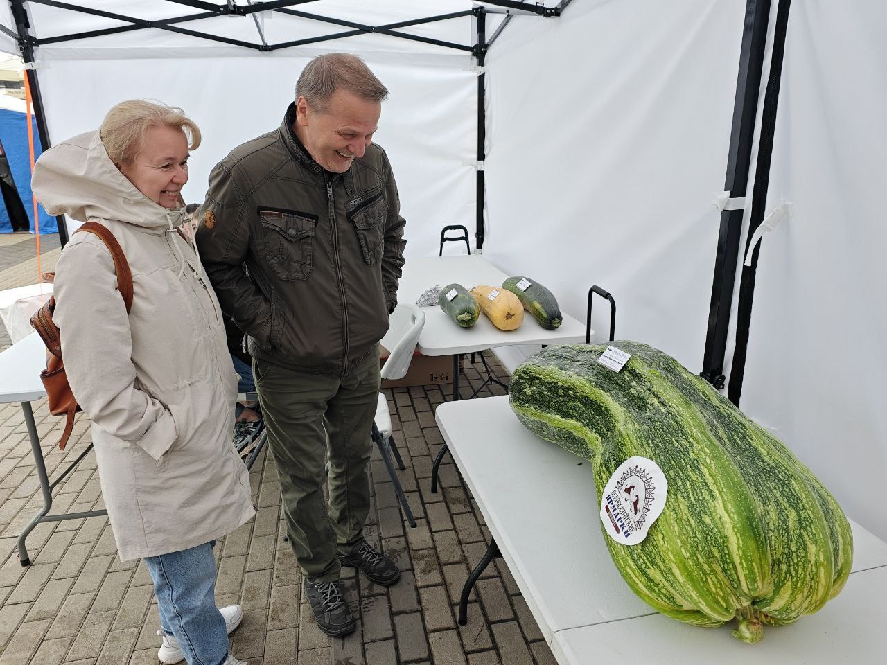 Огромный кабачок, победивший на конкурсе