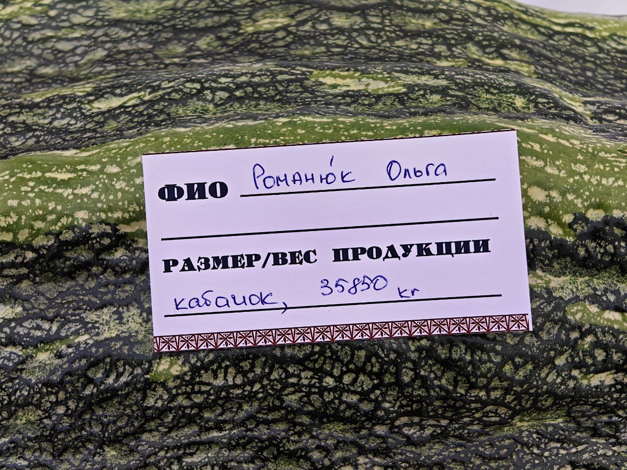 Вес кабачка-победителя превысил 35 кг