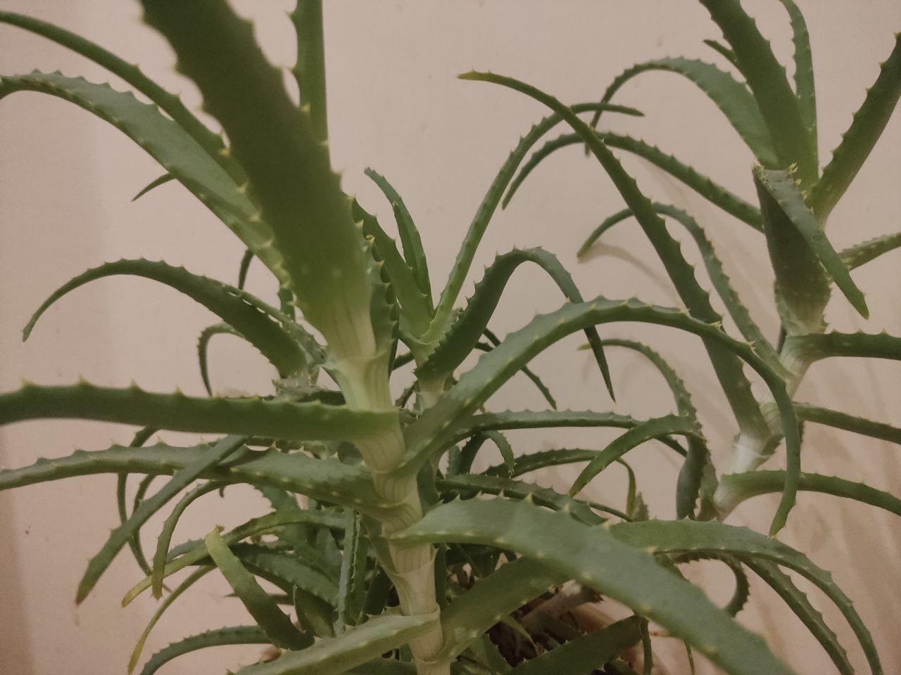 Не пить Aloe Vera призвали в Роспотребнадзоре