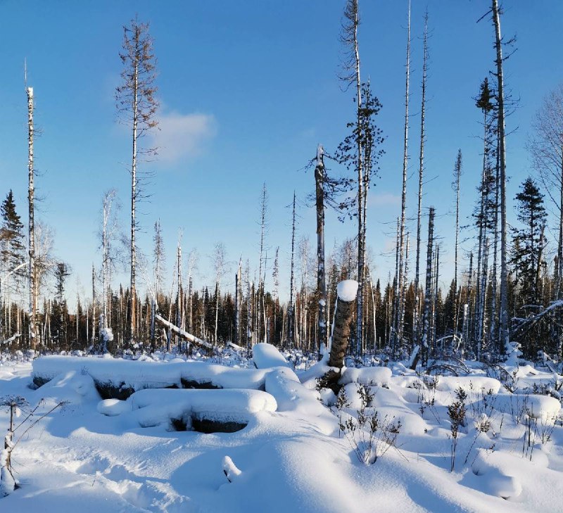 Участок в тайге