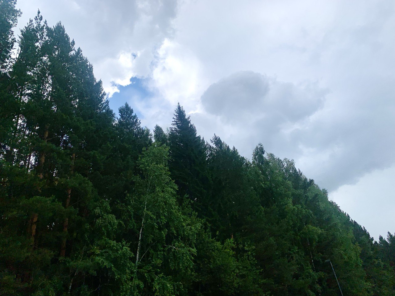 Сибирский лес с елями