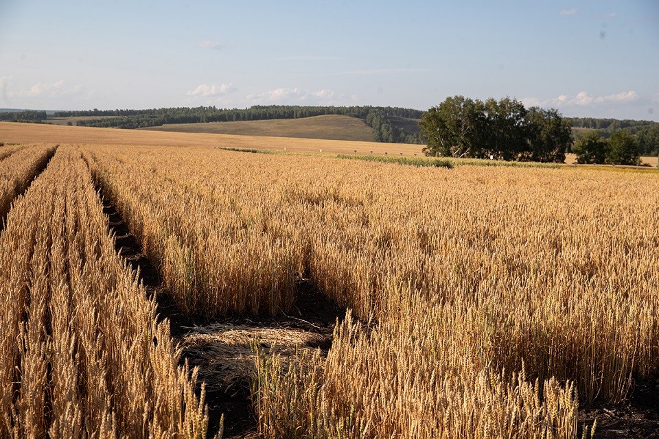 Посевы зерновых в Красноярском крае