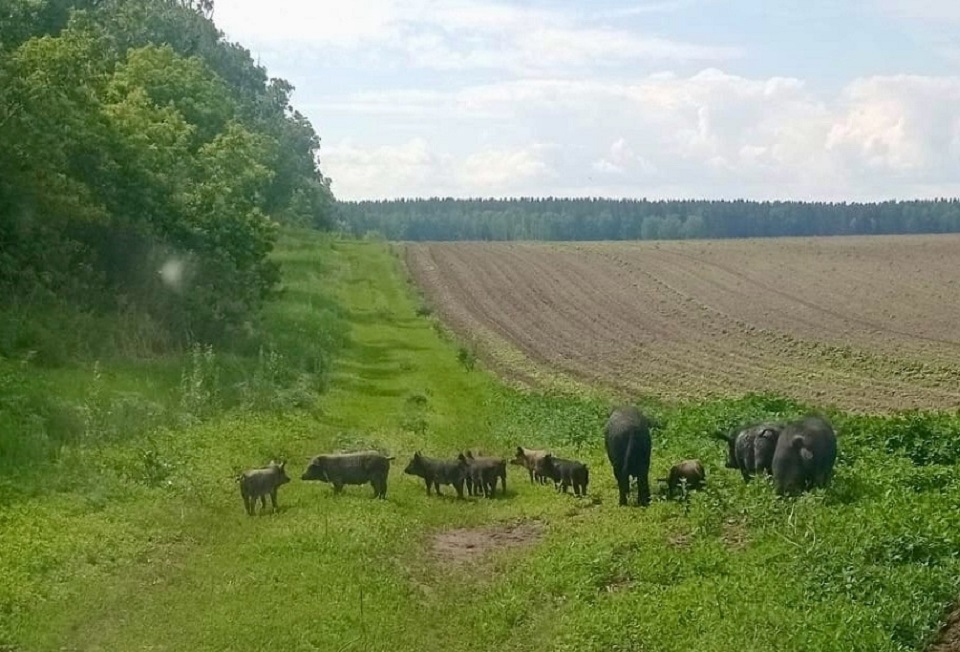 Дикие свиньи разнесли участки на юге Красноярского края
