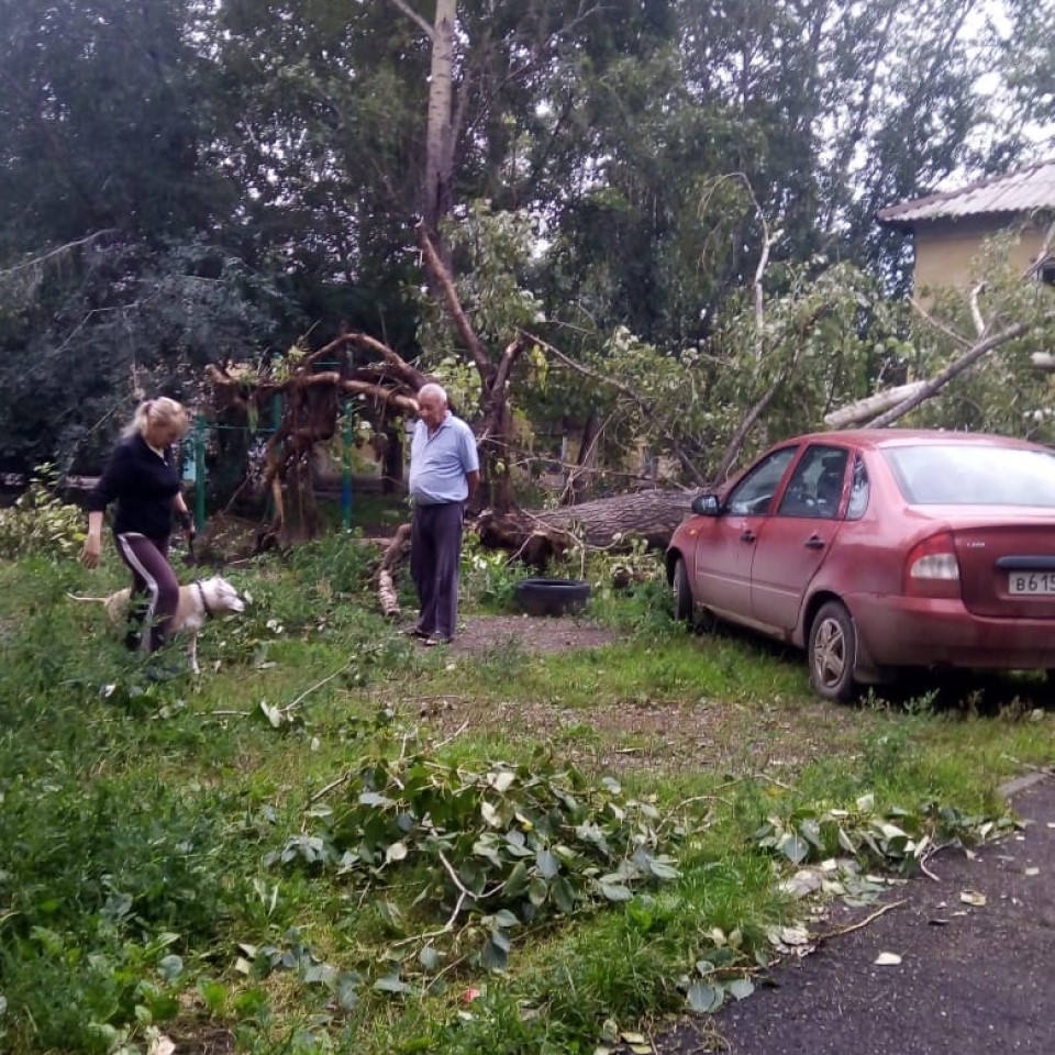 Дерево упало в Красноярске