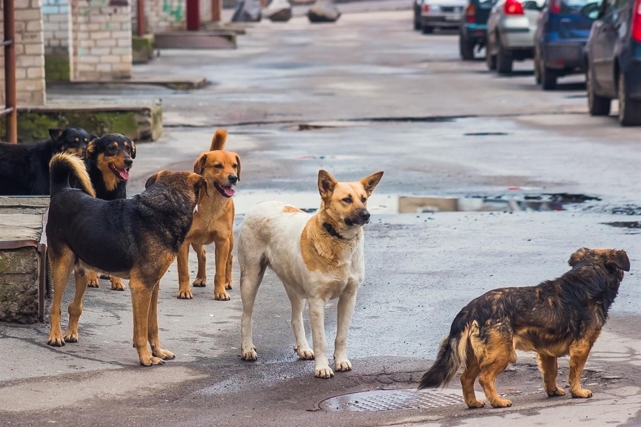 Бродячие собаки на улице