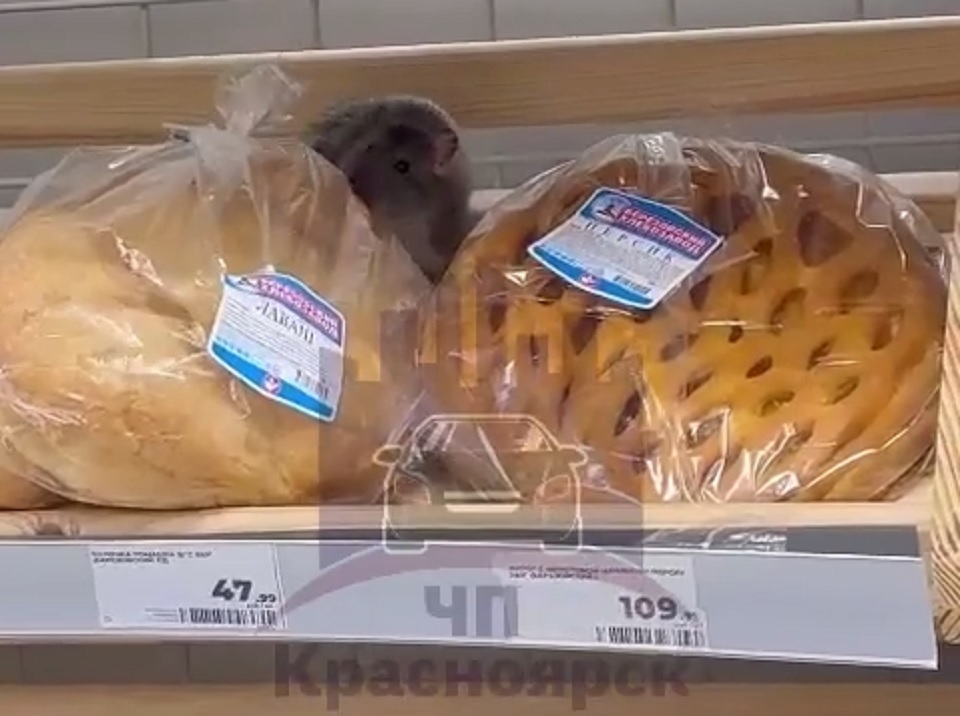 крыса бегает по прилавку с хлебом