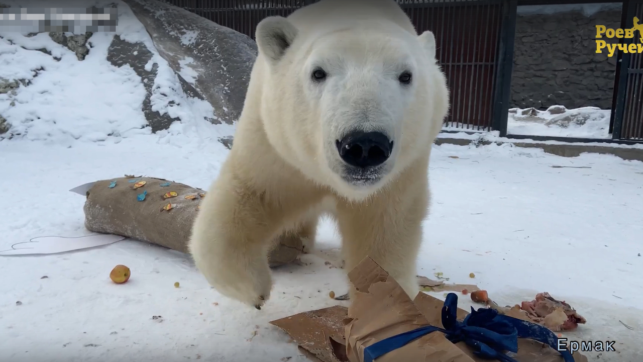 Белый медведь Ермак из красноярского «Роева ручья» отметил день рождения