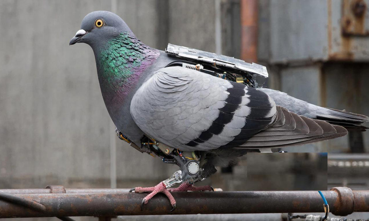 Голубь биодрон электронный