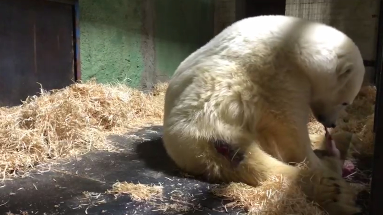 Спасенного медведя Диксона снова кормят крупными порциями