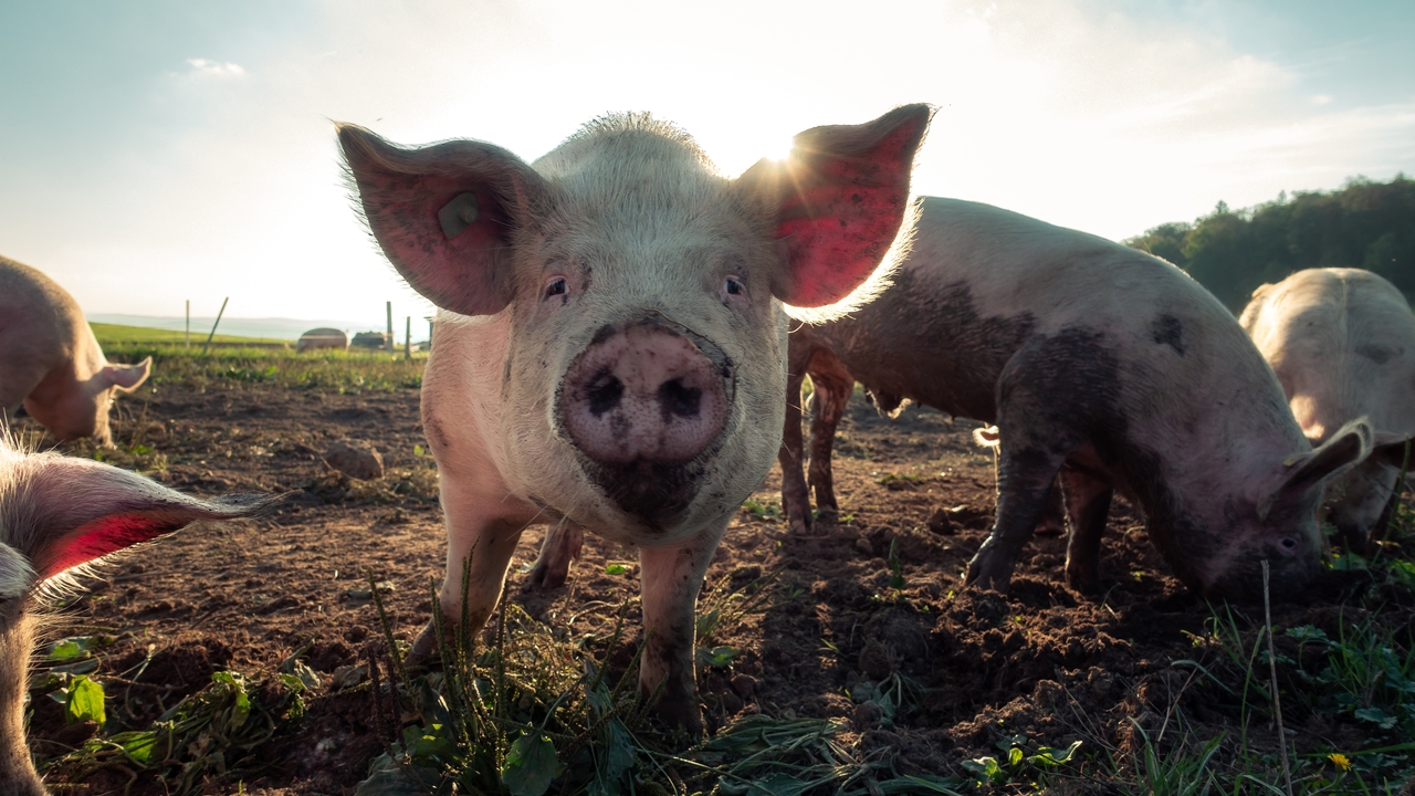 В Красноярском крае уничтожили более 2200 свиней