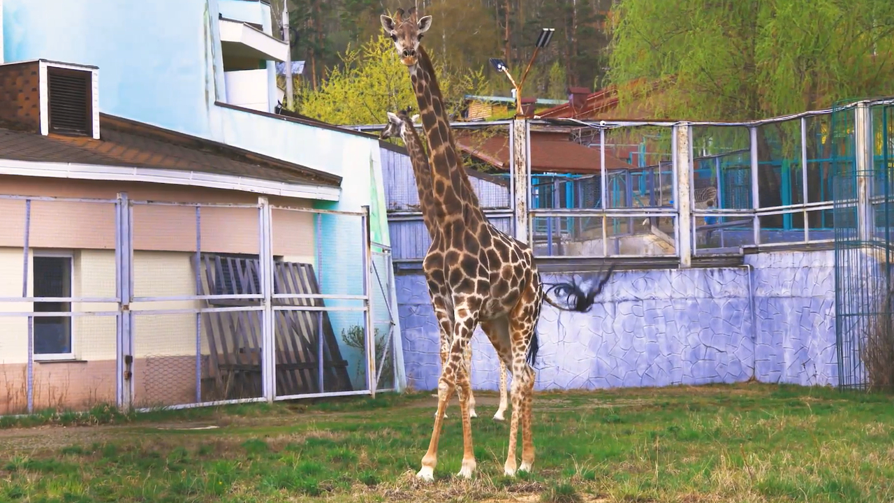 Жирафов из красноярского «Роева ручья» выпустили в летний вольер