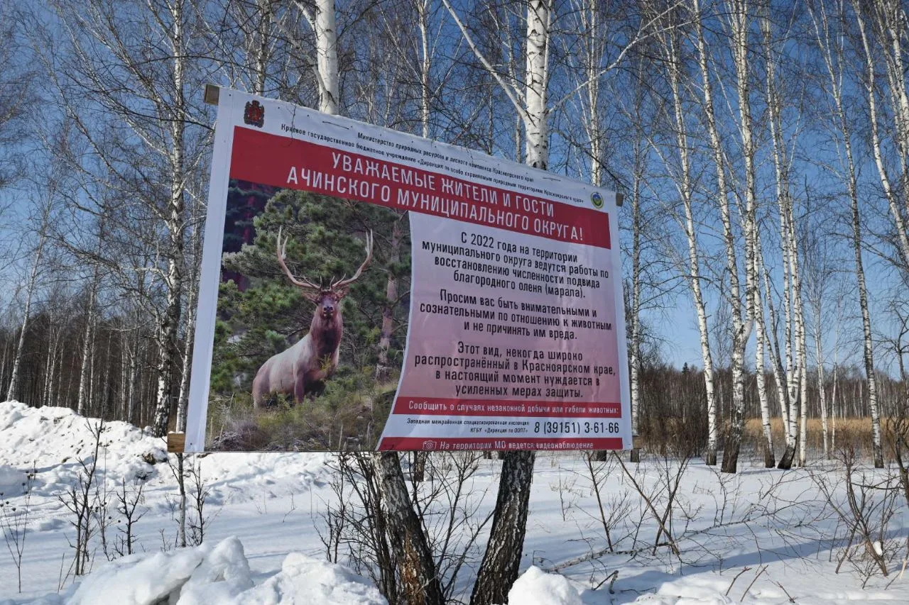 Маралы в заказнике, объявление
