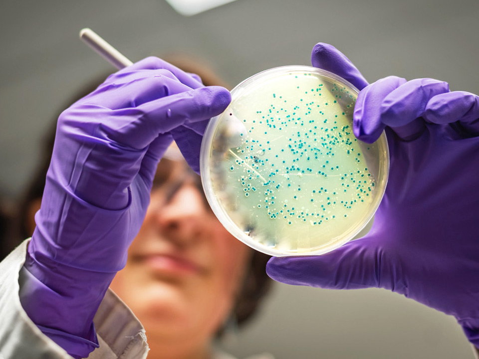 Чашка петри микроорганизмы бактерии
