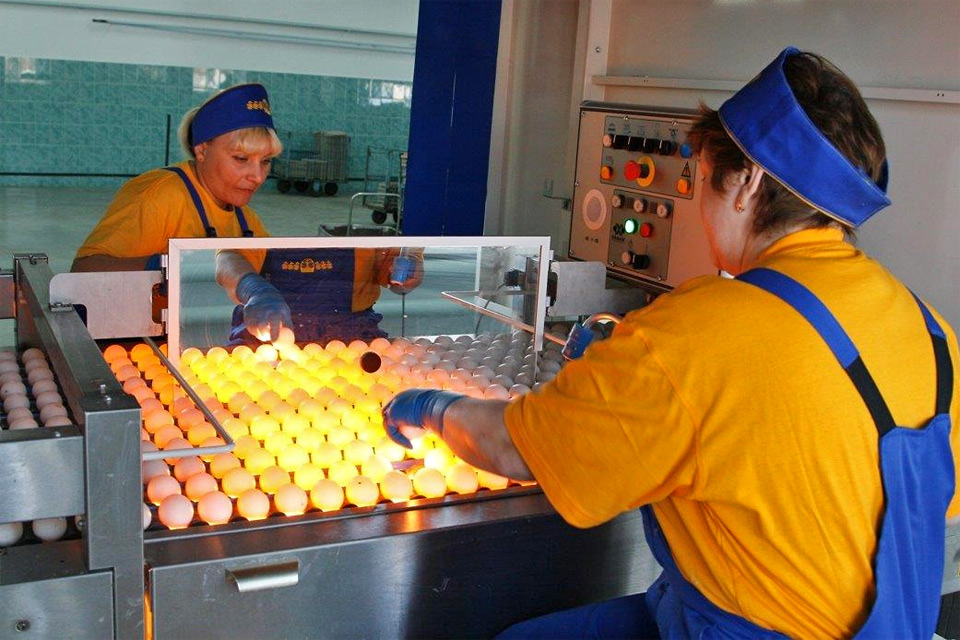 работницы птицефабрики сортируют яйца