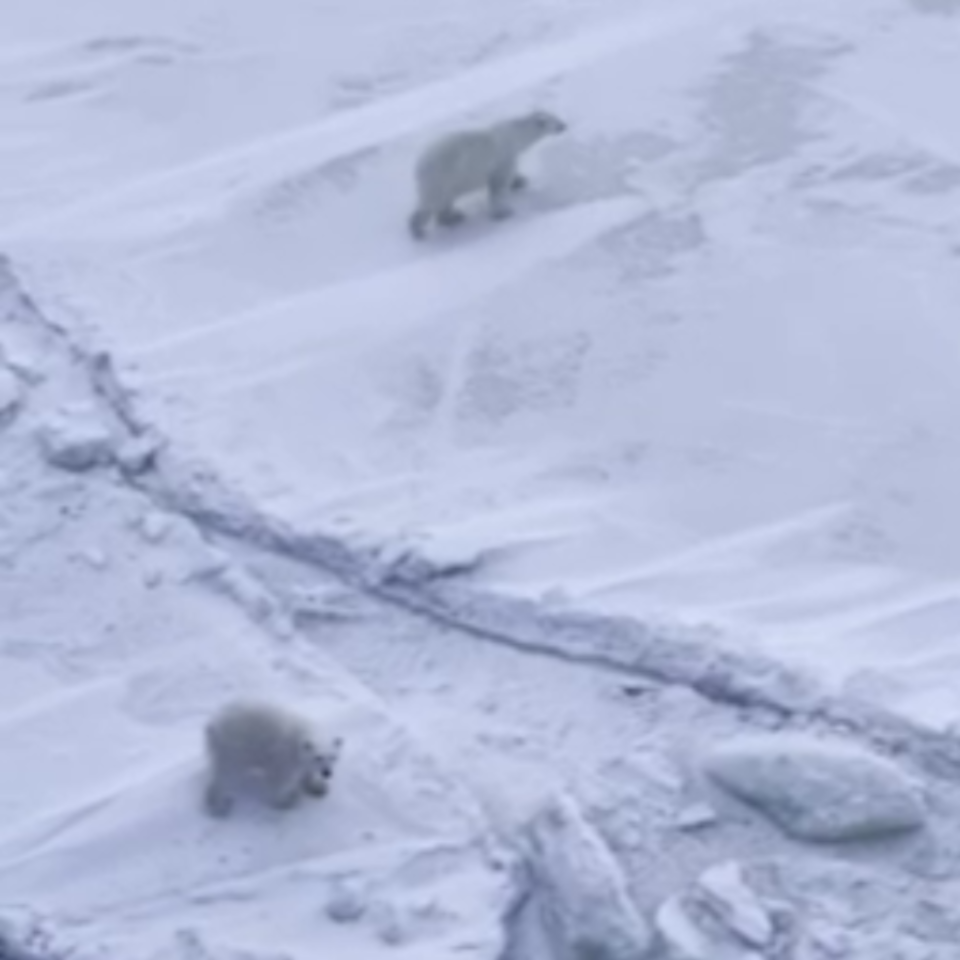 В Красноярском крае семья белых медведей вышли к ледоколу