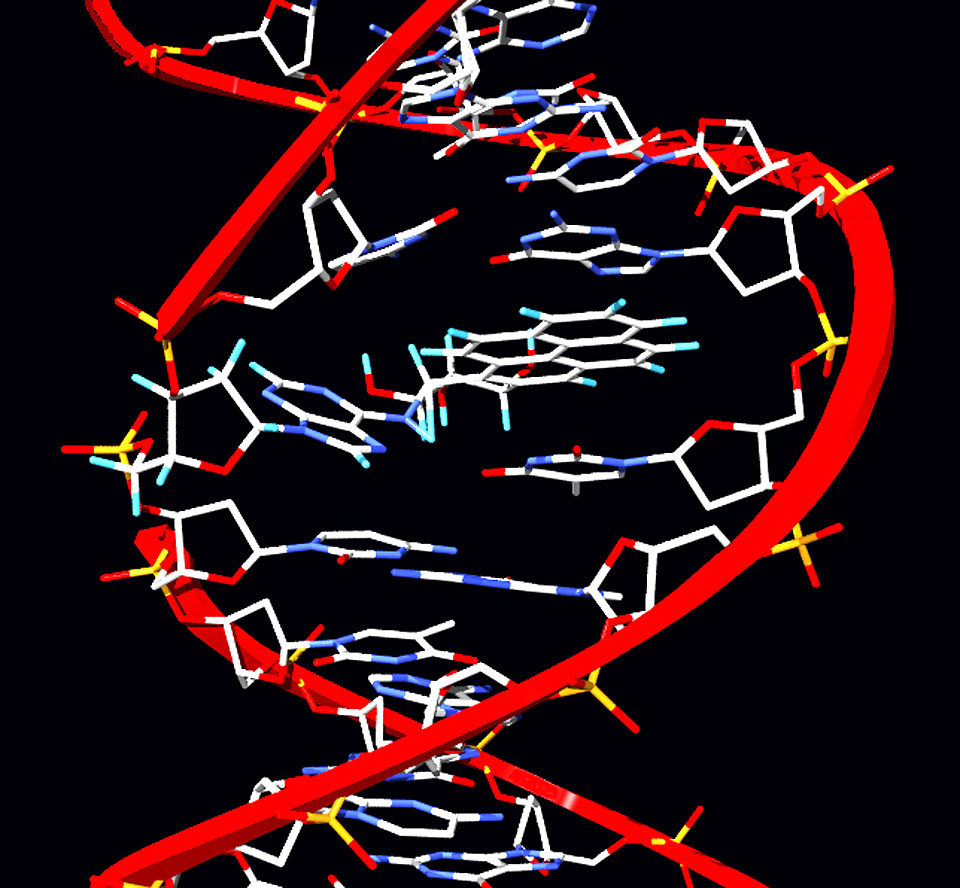 Бензапирен связывается с молекулой ДНК