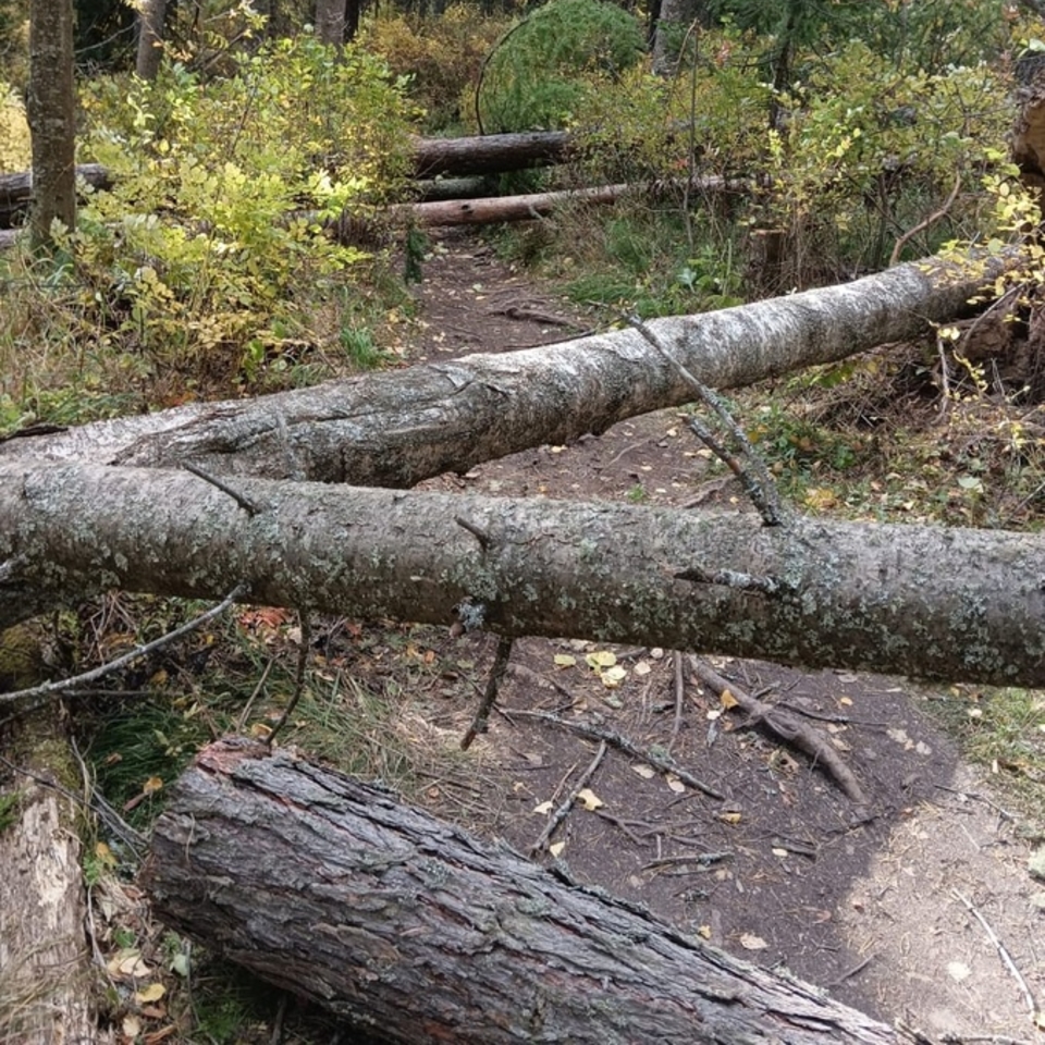 На Красноярских Столбах шквалистый ветер повалил деревья