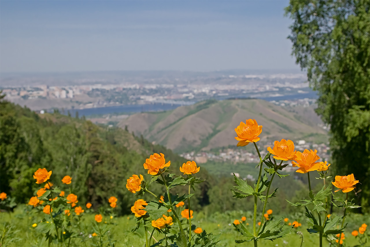 Вид на Красноярск с Бобрового лога на фоне жарков