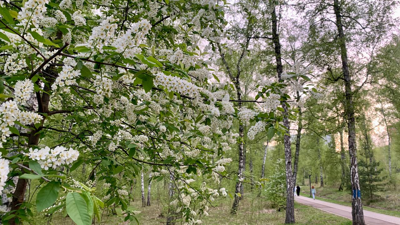 цветущая весной черемуха в парке