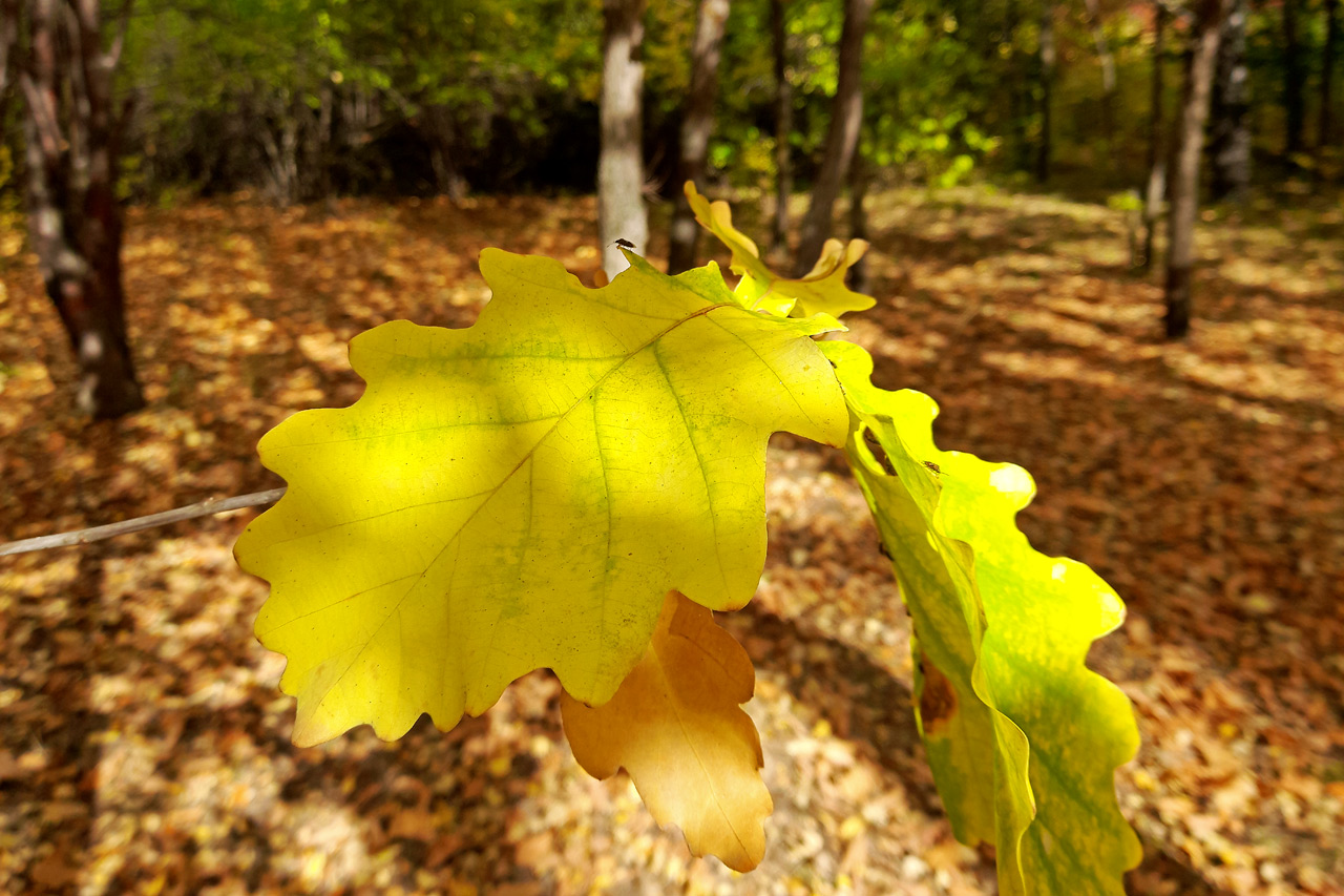 листья дуба в красноярском дендрарии осенью