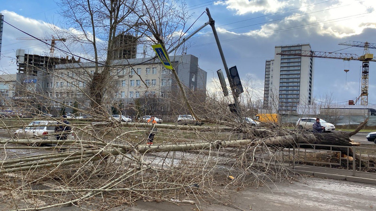 поваленное ветром дерево на дороге