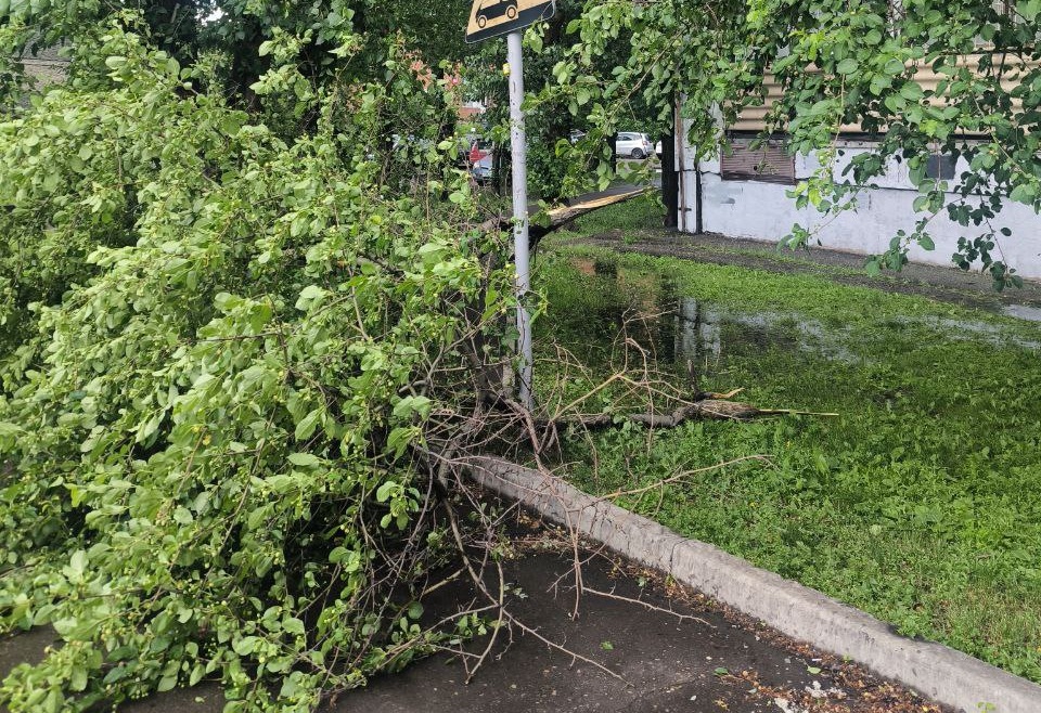 упавшее от ветра дерево