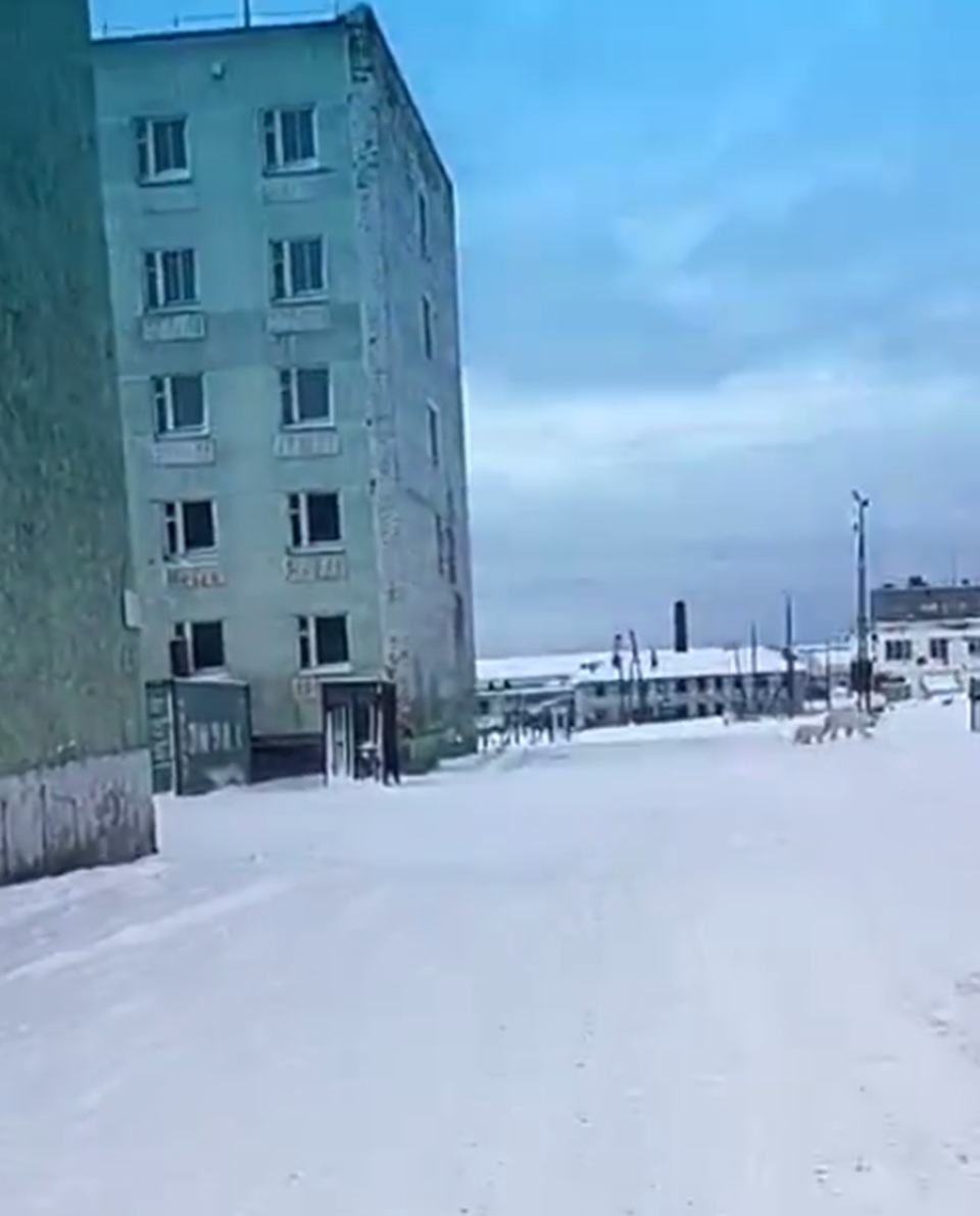 белые медведи на Диксоне