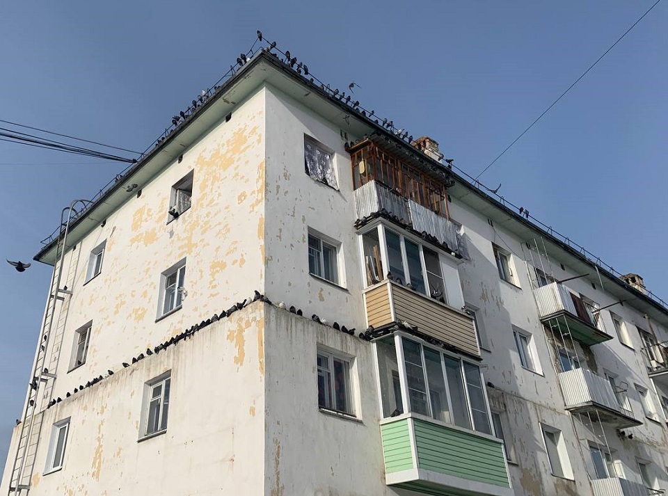 голуби сидят на старой пятиэтажке