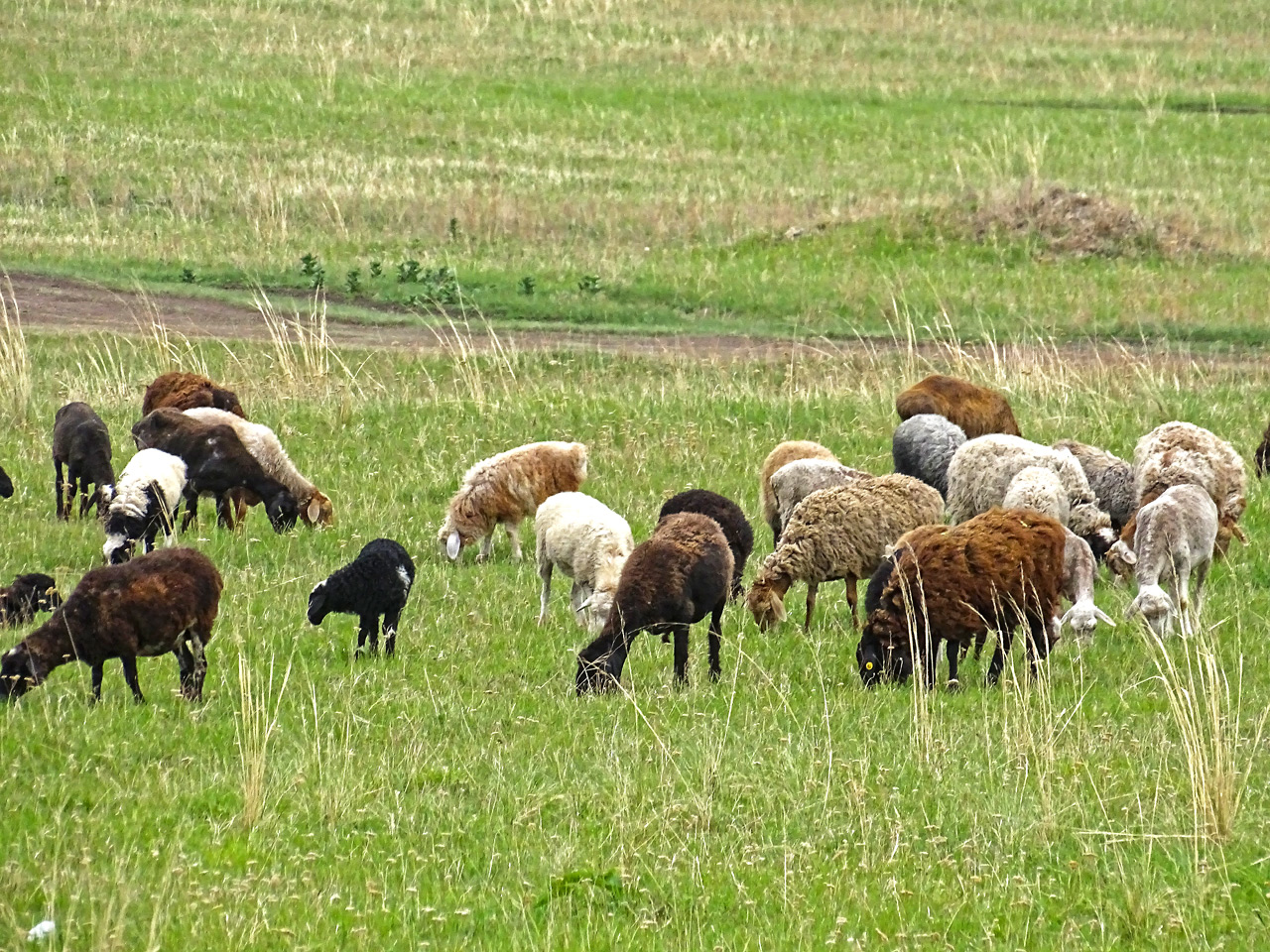 Овцы и бараны пасутся