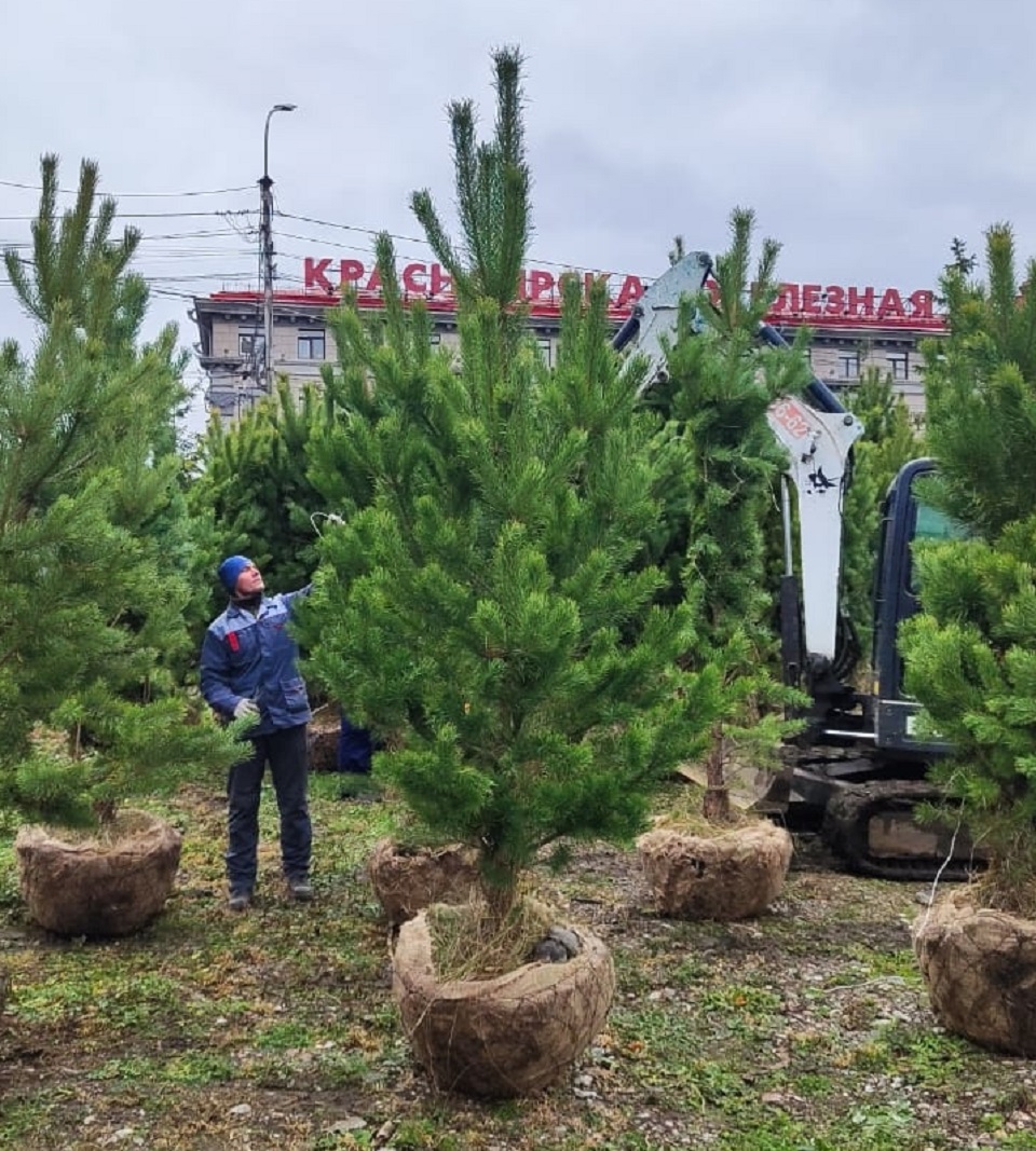 сосны для Центрального парка