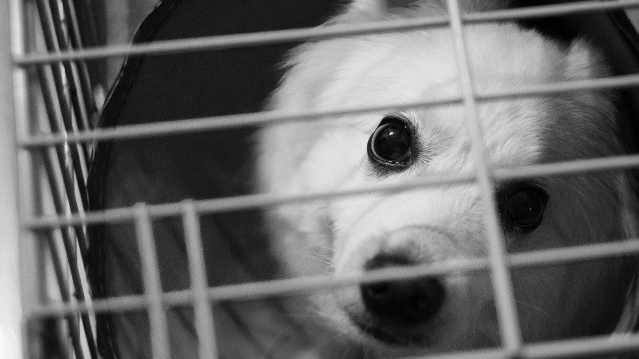 Красноярцев просят помочь в вызволении собаки