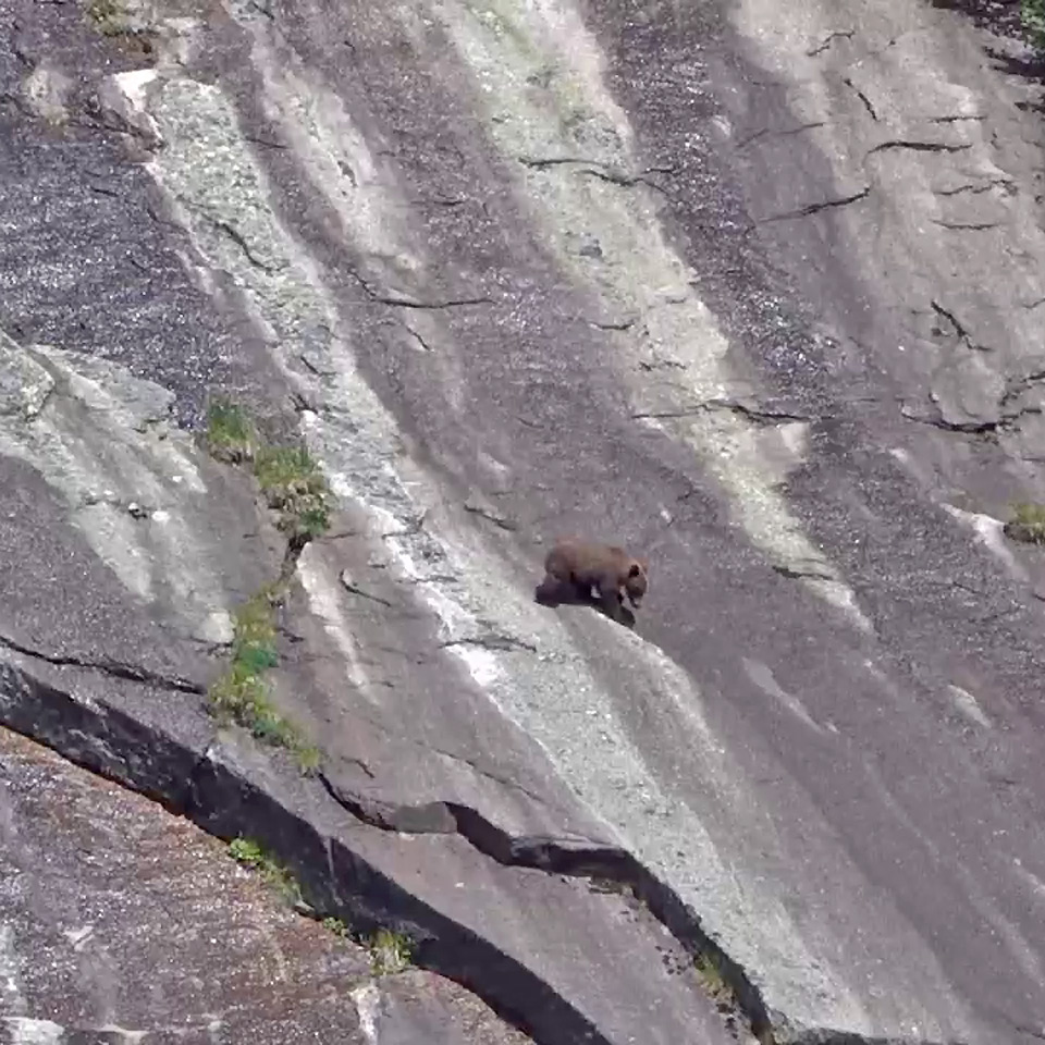 Медведь на скале