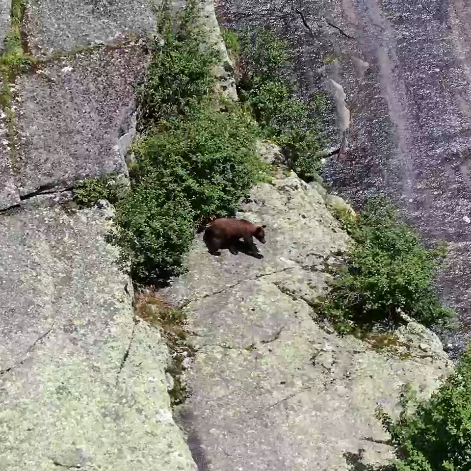 Медведь в Ергаках