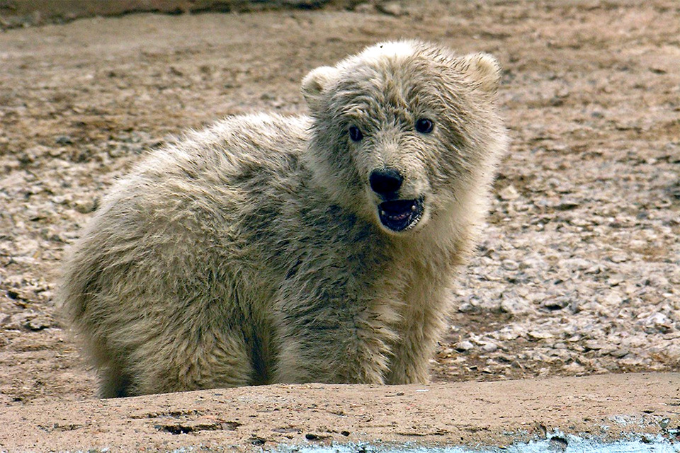 Медвежонок Феликс в Красноярске