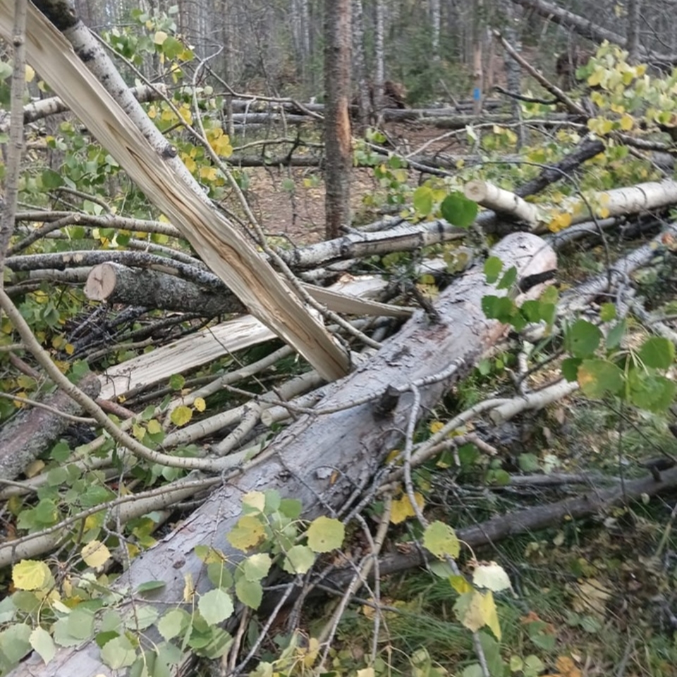 На Красноярских Столбах шквалистый ветер повалил деревья