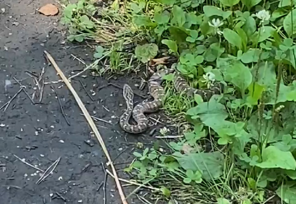 В красноярском Академгородке ядовитая змея укусила собаку